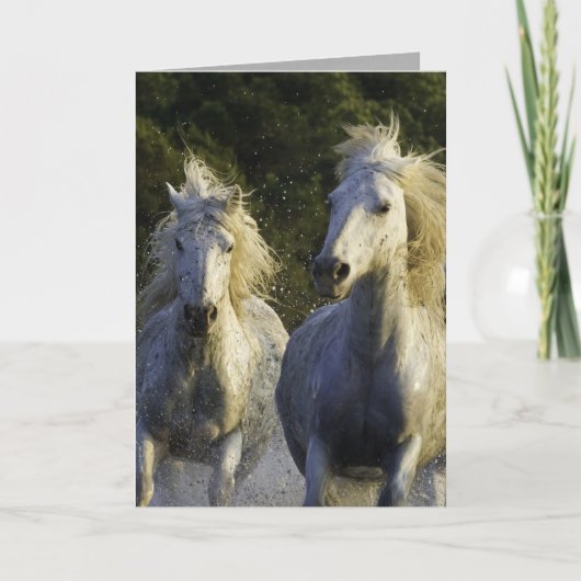 Camargue Spray Horse Greeting Card Karte (Vorderseite)