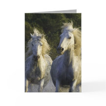 Camargue Spray Horse Greeting Card