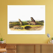 Camas Rat (Northern Pocket Gopher) von Audubon Leinwanddruck (Insitu (Wohnzimmer))