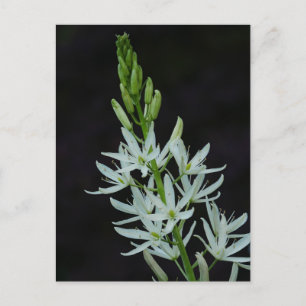 Camassia Blume Postcard Postkarte