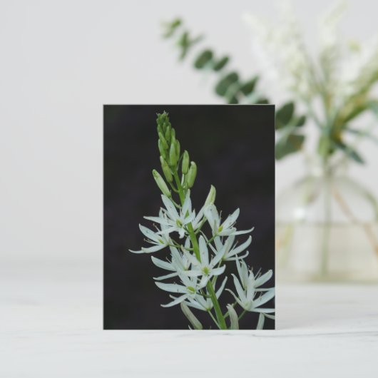 Camassia Blume Postcard Postkarte (Stehend Vorderseite)