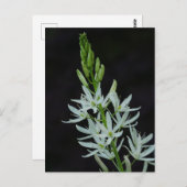 Camassia Blume Postcard Postkarte (Vorne/Hinten)