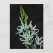 Camassia Blume Postcard Postkarte (Vorderseite)