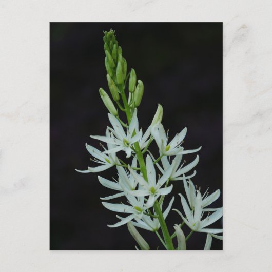 Camassia Blume Postcard Postkarte (Vorderseite)
