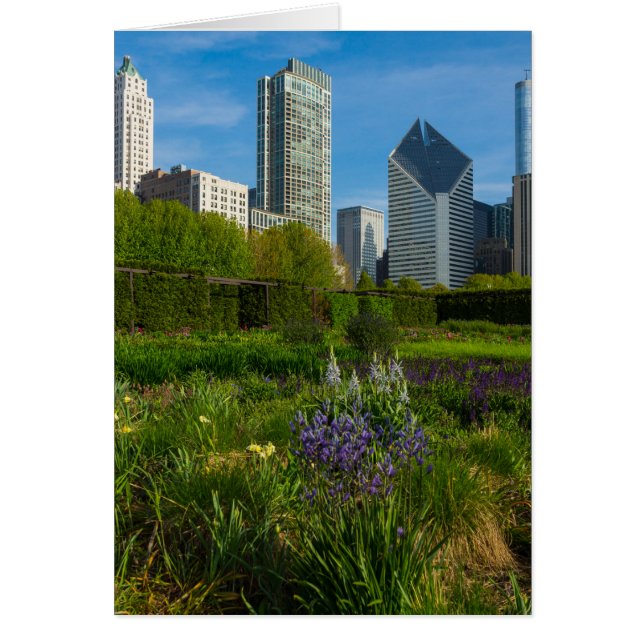 Camassia in der Stadt (Vorne)