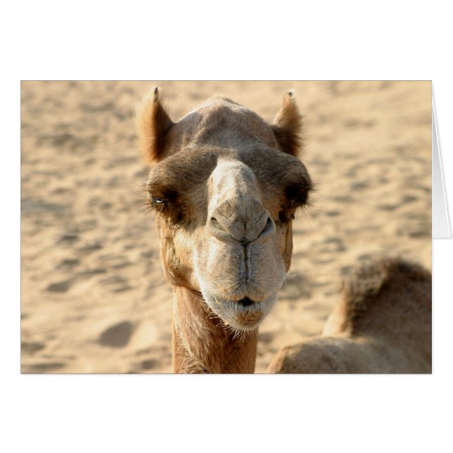 Camel (Vorderseite (Horizontal))