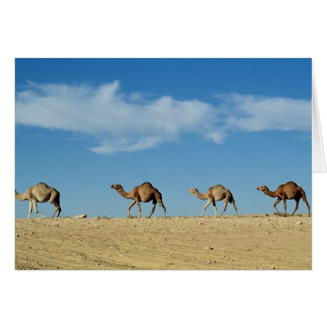 Camel (Vorderseite (Horizontal))