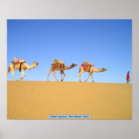 Camel Caravan, Thar Desert, Indien Poster (Vorne)