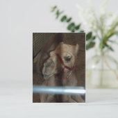 Camel Closeup, 1 Postkarte (Stehend Vorderseite)