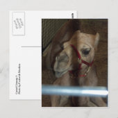 Camel Closeup, 1 Postkarte (Vorne/Hinten)