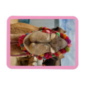 Camel Cuteness Pink Magnet (Horizontal)