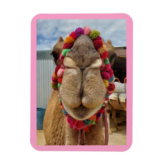 Camel Cuteness Pink Magnet (Vertikal)
