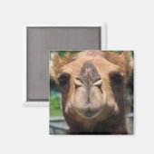 Camel Face Magnet (Vorderseite/Rückseite)