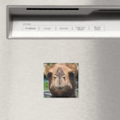 Camel Face Magnet (In Situ (Geschirrspüler))