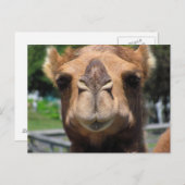 Camel Face Postkarte (Vorne/Hinten)