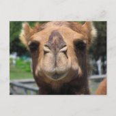 Camel Face Postkarte (Vorderseite)