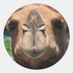 Camel Face Runder Aufkleber