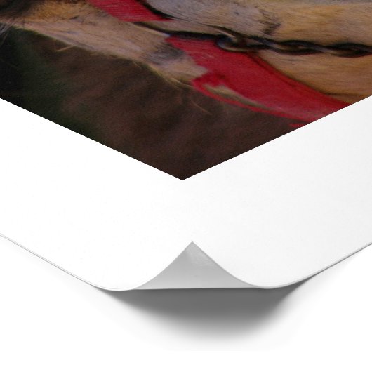 Camel Faces Poster (Ecke)