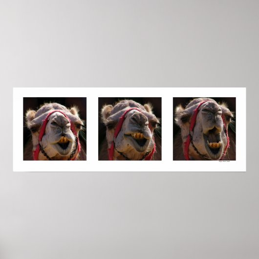 Camel Faces Poster (Vorne)