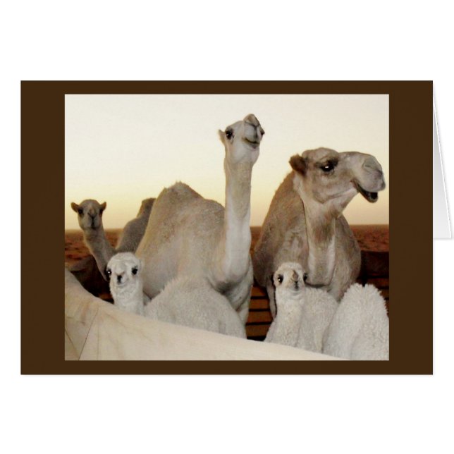 Camel Family (Vorderseite (Horizontal))