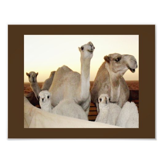 Camel Family Fotodruck (Vorne)