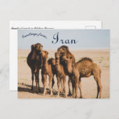 Camel Family Isfahan Province Aran o Bidgol Iran Postkarte (Vorne/Hinten)