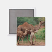 Camel Family Magnet (Vorderseite/Rückseite)