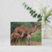 Camel Family Postkarte (Stehend Vorderseite)