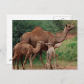 Camel Family Postkarte (Vorne/Hinten)