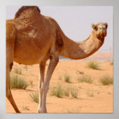 Camel für Arabs Poster Print (Vorne)