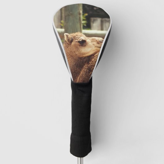 Camel Golf Headcover (Vorderseite)