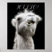 CAMEL HELLO POSTER (Vorne)