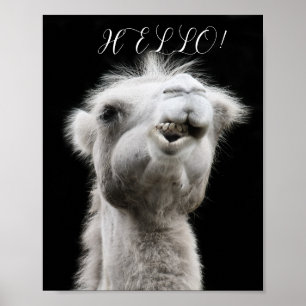 CAMEL HELLO POSTER