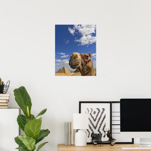 Camel in front of the pyramids of Giza, Egypt, Poster (Heimbüro)