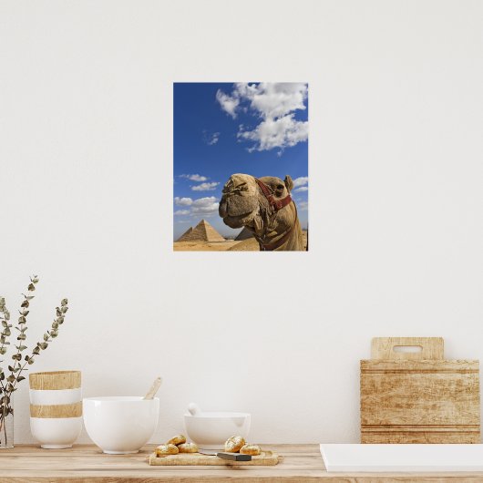 Camel in front of the pyramids of Giza, Egypt, Poster (Küche)