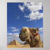 Camel in front of the pyramids of Giza, Egypt, Poster (Vorne)