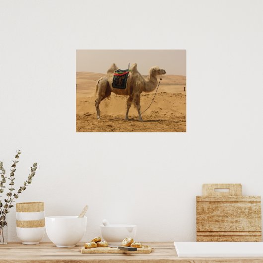 Camel in the desert poster (Küche)