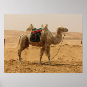 Camel in the desert poster