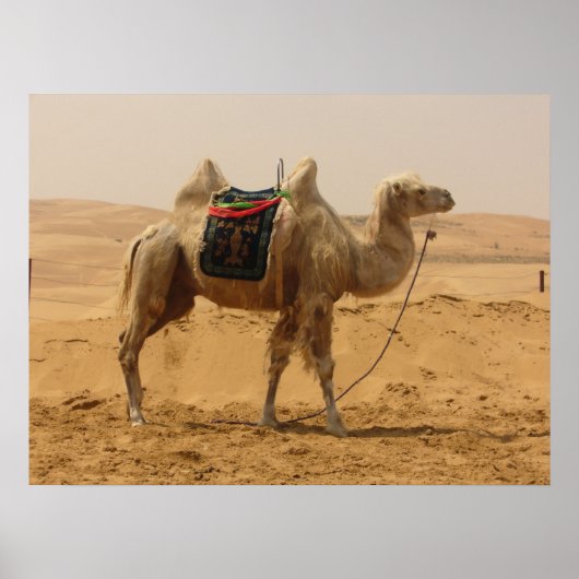 Camel in the desert poster (Vorne)