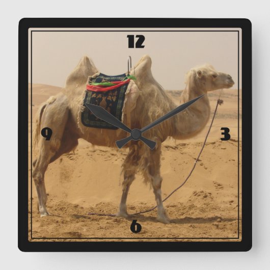 Camel in the desert quadratische wanduhr (Vorderseite)