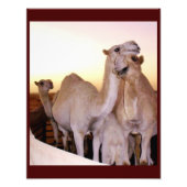 Camel Liebe Fotodruck (Vorne)