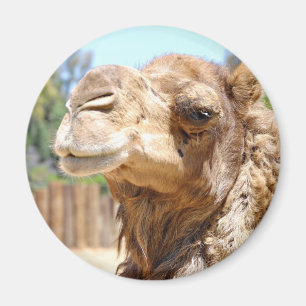 Camel Magnet