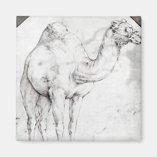 Camel Magnet (Vorne)