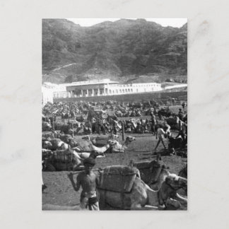 Camel Market, Aden, Jemen 1902 Postkarte