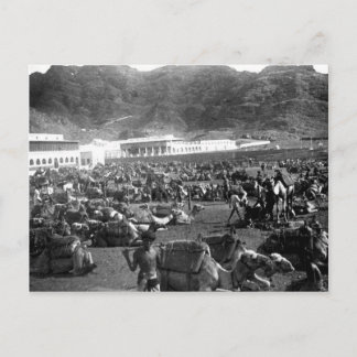 Camel Market, Aden, Jemen 1902 Postkarte