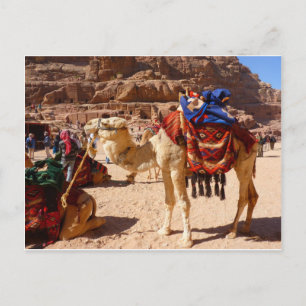 Camel Middle East Nature Animals Destinative Gifts Postkarte