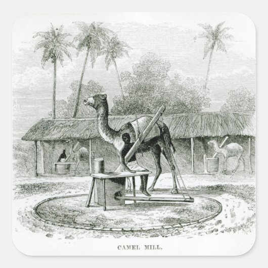 Camel Mill, von "Reisen in Afrika" Quadratischer Aufkleber (Vorderseite)
