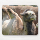 Camel Mousepad (Vorne)