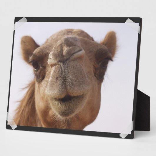 Camel Plaque Fotoplatte (Seite)