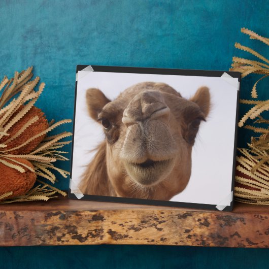 Camel Plaque Fotoplatte (Seite)